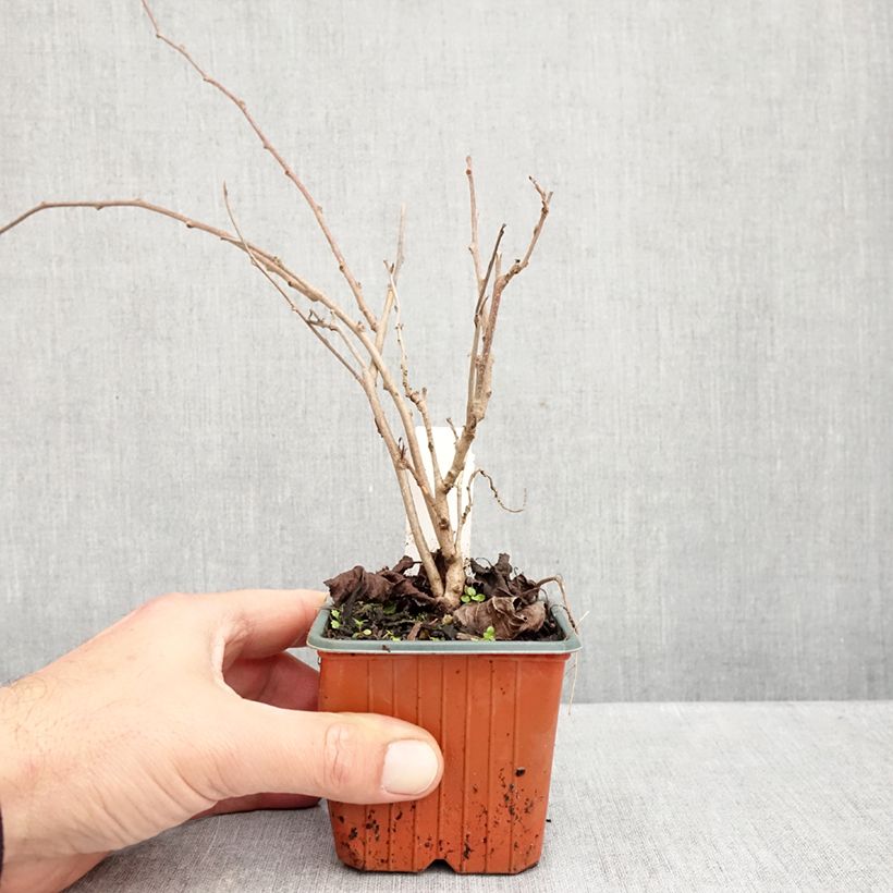 Amostra de Kiwi Ananasnaya fêmea - Actinidia arguta Vaso de 8/9 cm tal como entregue no outono