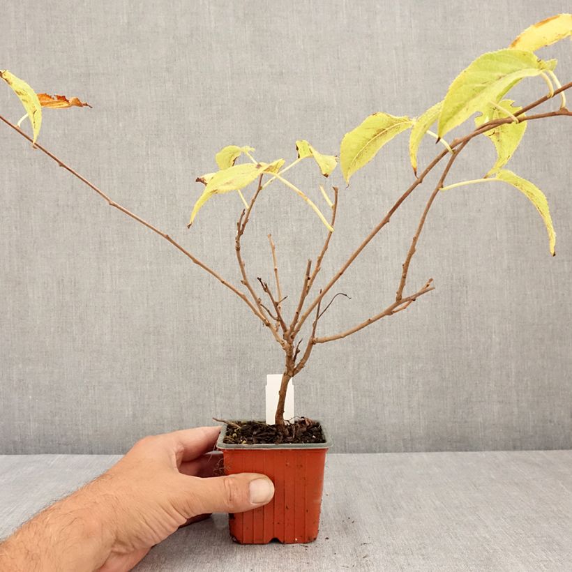 Amostra de Kiwi Ananasnaya fêmea - Actinidia arguta Vaso de 8/9 cm tal como entregue no verão