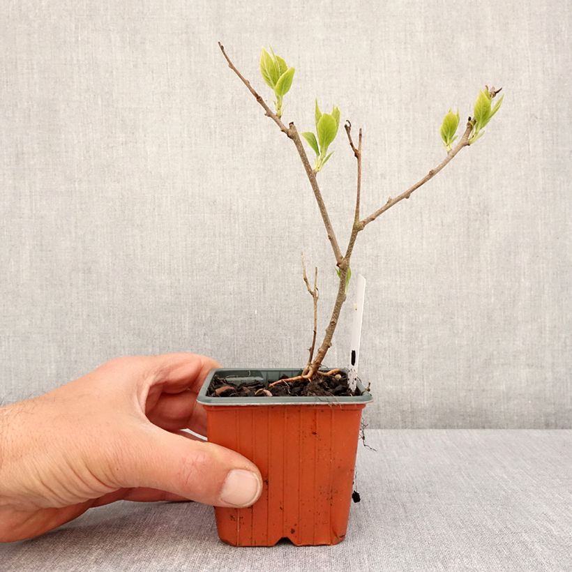 Amostra de Kiwi arguta Ananasnaya (femelle) - Kiwaï Anna Vaso de 8/9 cm tal como entregue na primavera