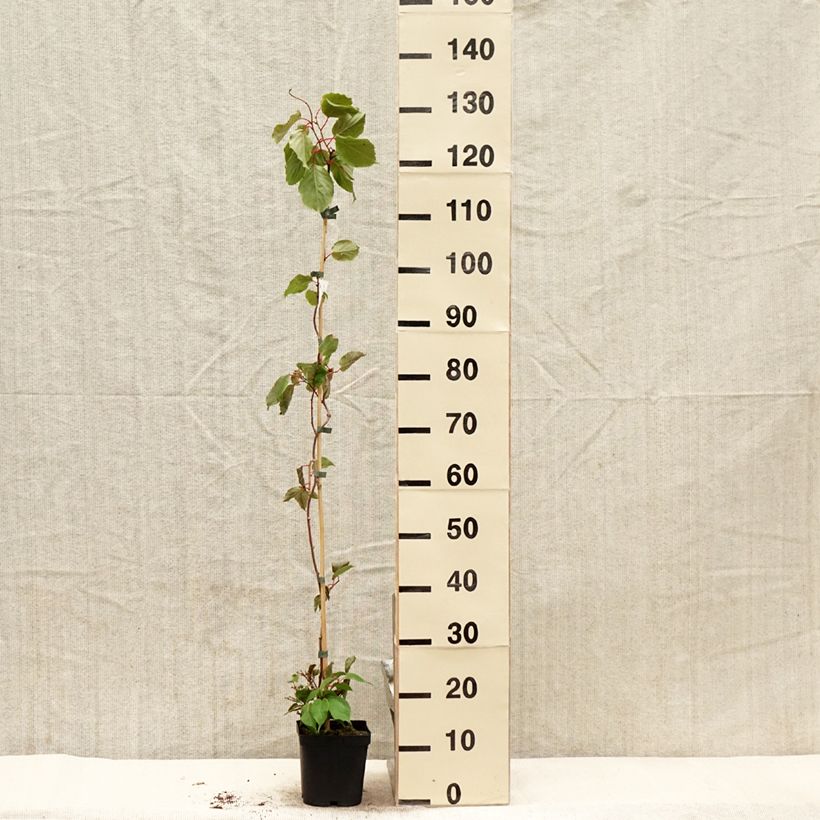 Amostra de Kiwi Ananasnaya fêmea - Actinidia arguta Vaso de 1,5 L/2 L tal como entregue na primavera