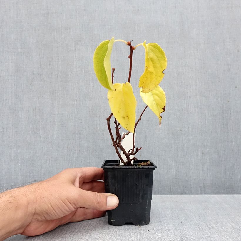 Amostra de Kiwi Domino fêmea - Actinidia arguta Vaso de 10 cm/11 cm tal como entregue no outono