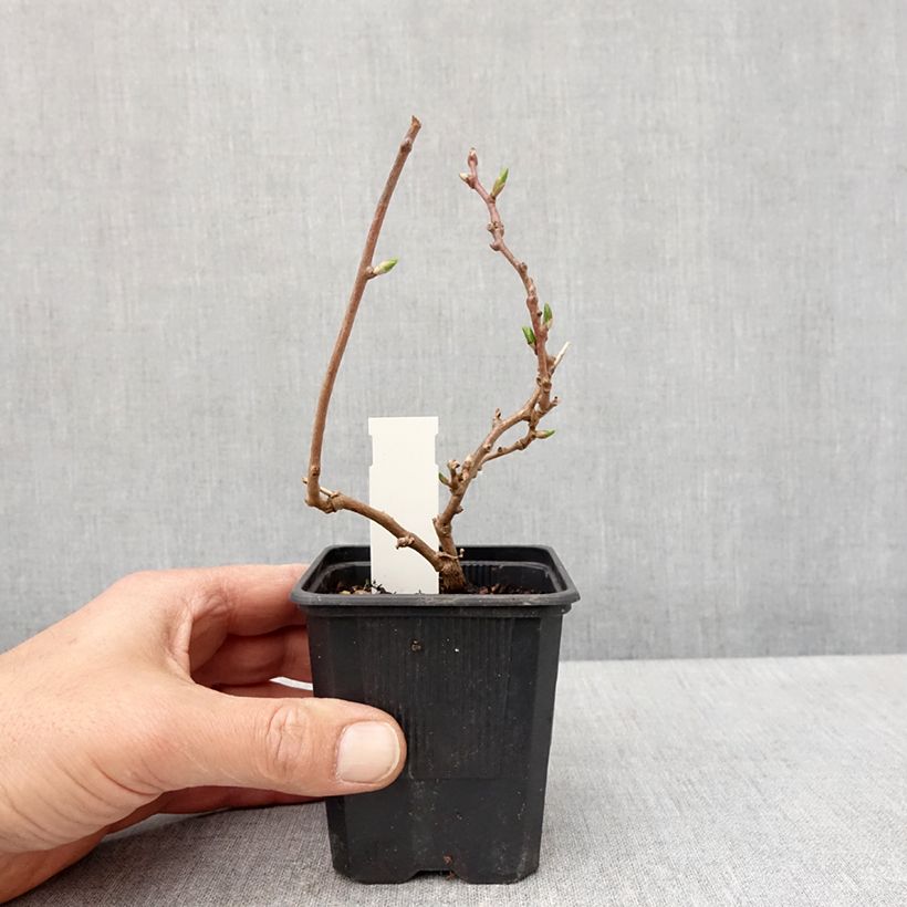 Amostra de Kiwi Domino fêmea - Actinidia arguta Vaso de 10 cm/11 cm tal como entregue na primavera