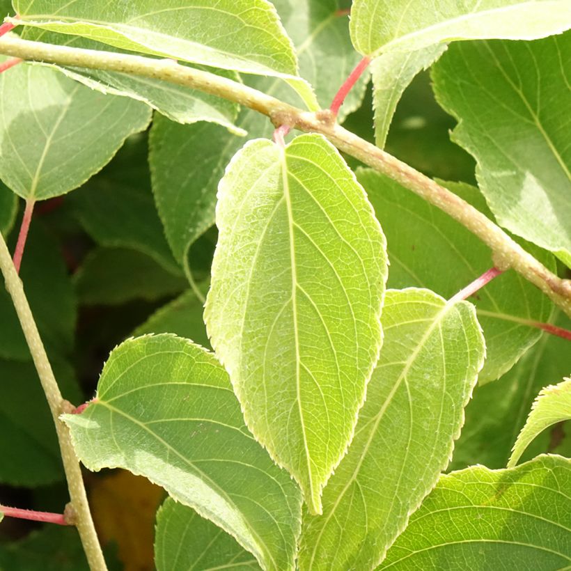 Kiwi Pink Jumbo  - Actinidia arguta (Folhagem)