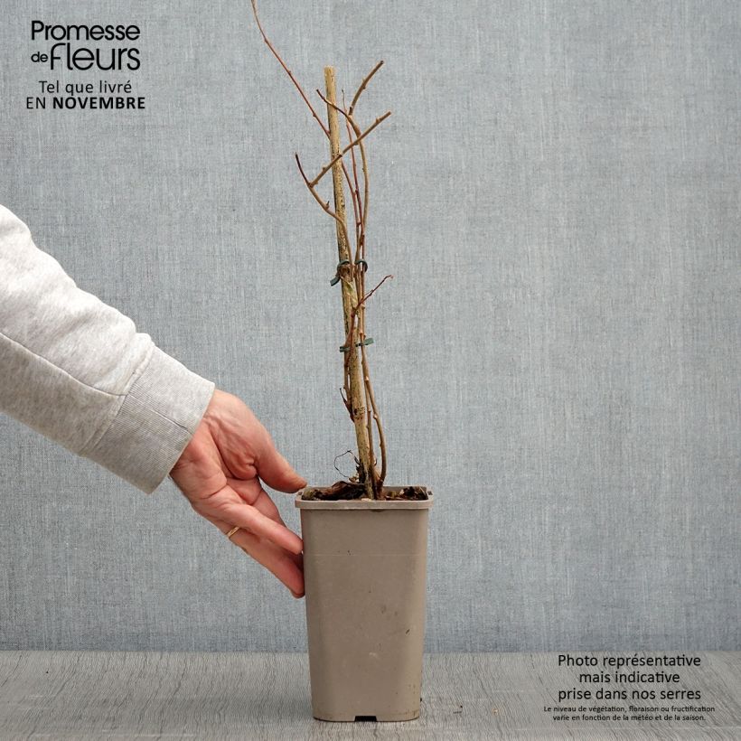 Amostra de Kiwi Pink Jumbo  - Actinidia arguta Vaso de 1,5 L/2 L tal como entregue no outono