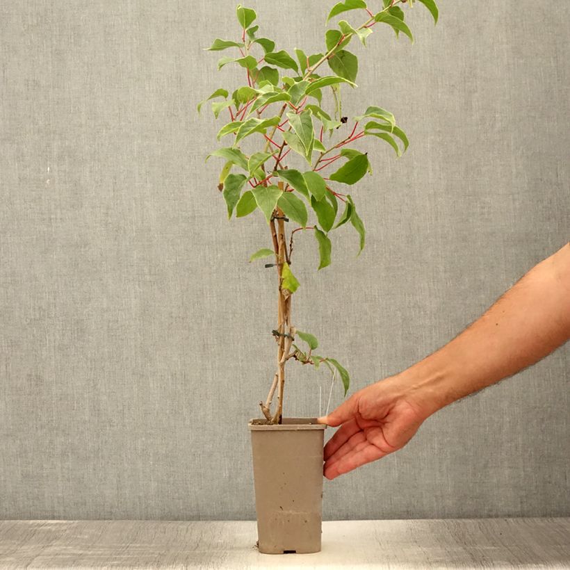 Amostra de Kiwi Pink Jumbo  - Actinidia arguta Vaso de 1,5 L/2 L tal como entregue no verão