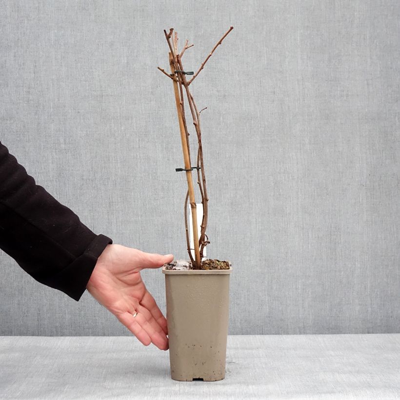 Amostra de Kiwi arguta femelle Pink Jumbo - Actinidia arguta Vaso de 1,5 L/2 L tal como entregue no inverno