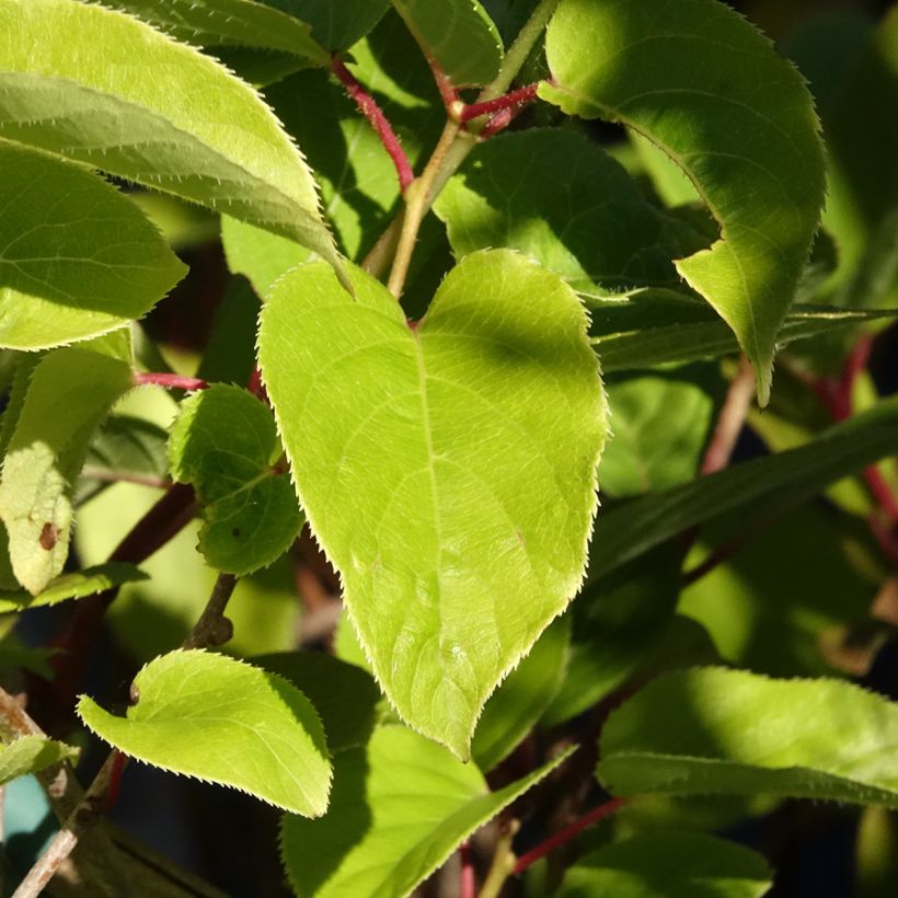 Kiwi Geneva fêmea - Actinidia arguta (Folhagem)