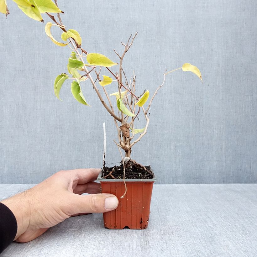 Amostra de Kiwi Geneva fêmea - Actinidia arguta Vaso de 8/9 cm tal como entregue no outono