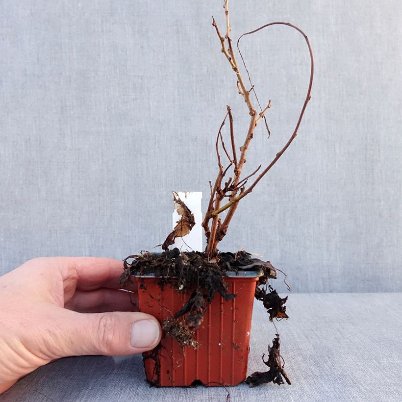 Amostra de Kiwi arguta Geneva (femelle) - Kiwaï - Actinidia arguta Vaso de 8/9 cm tal como entregue no inverno