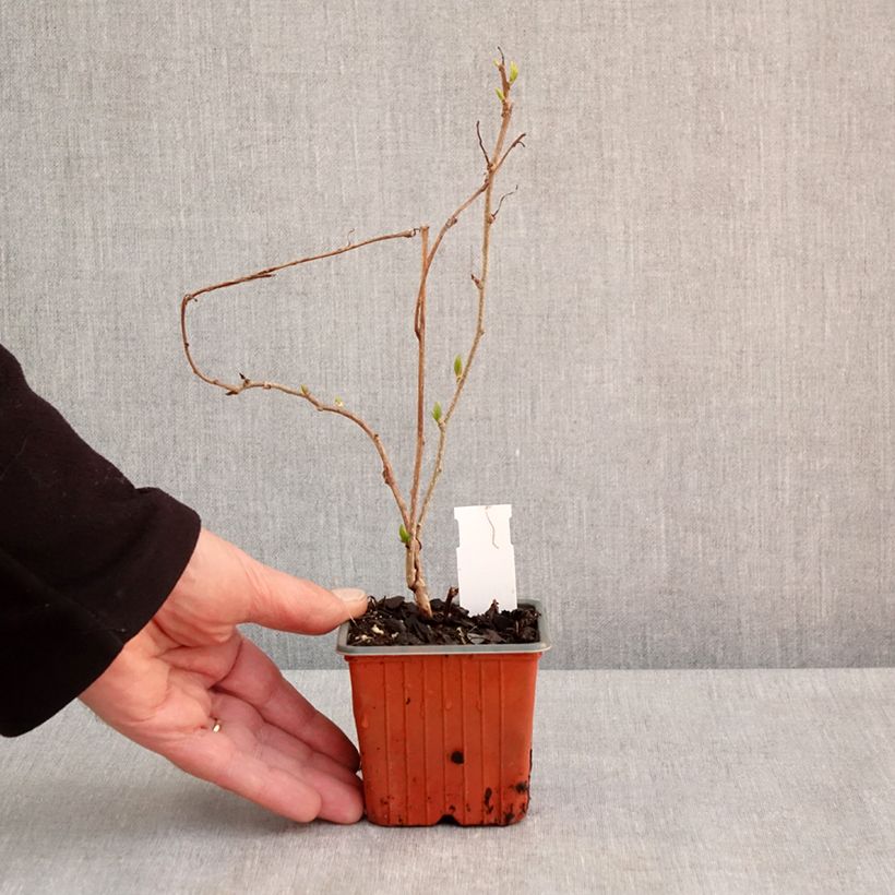 Amostra de Kiwi Geneva fêmea - Actinidia arguta Vaso de 8/9 cm tal como entregue na primavera