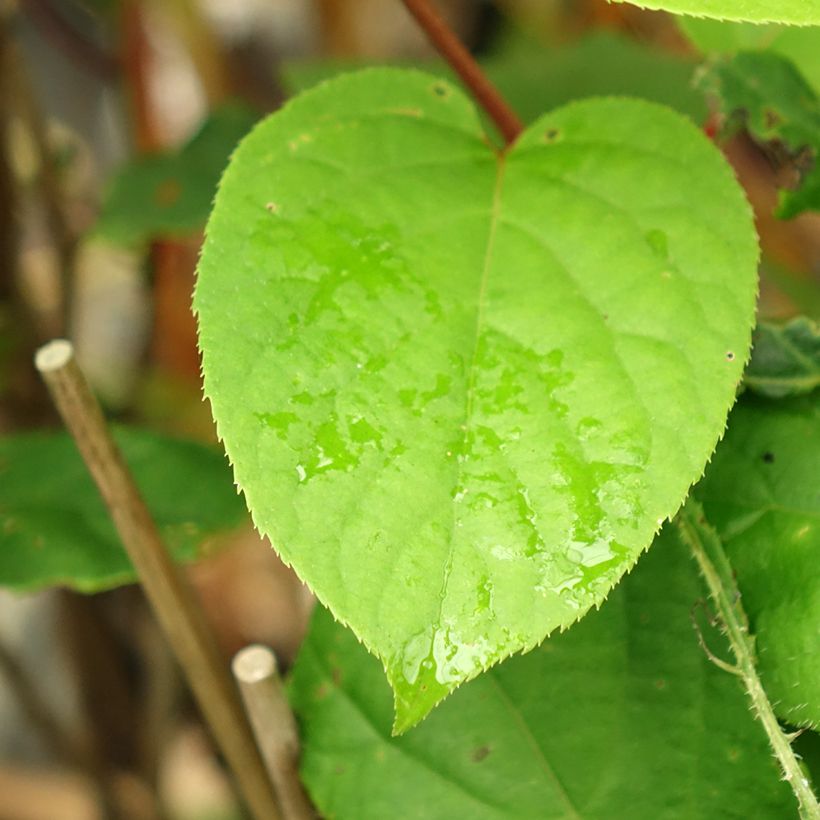 Kiwi Geneva fêmea - Actinidia arguta (Folhagem)