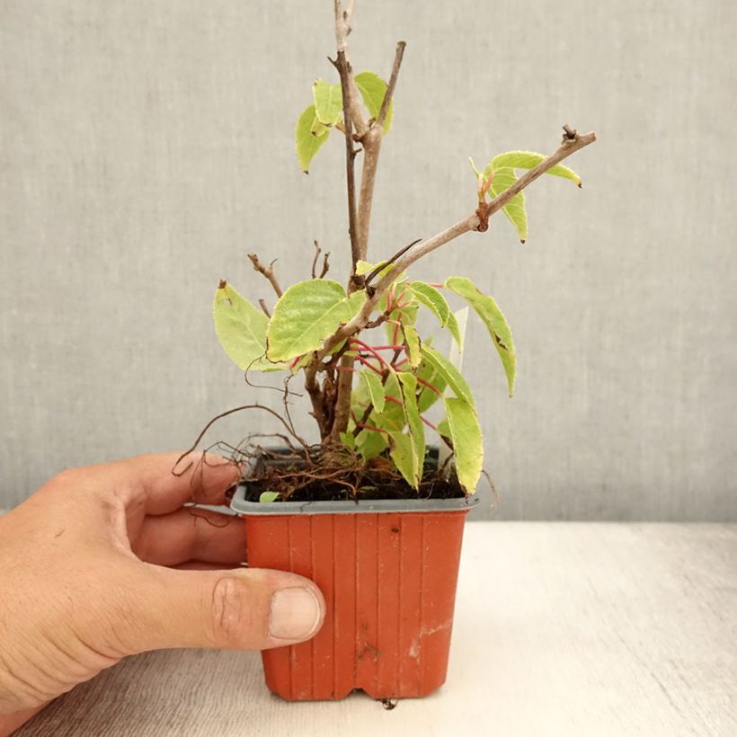 Amostra de Kiwi Ken's Red fêmea - Actinidia arguta Vaso de 8/9 cm tal como entregue no verão