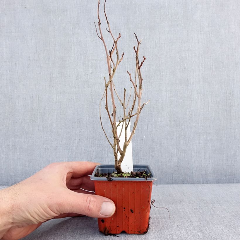 Amostra de Kiwi arguta Ken's Red (femelle) - Kiwai - Actinidia arguta Vaso de 8/9 cm tal como entregue no inverno