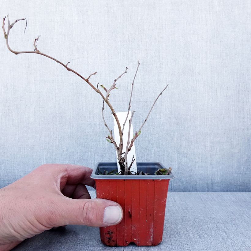 Amostra de Kiwi Ken's Red fêmea - Actinidia arguta Vaso de 8/9 cm tal como entregue na primavera