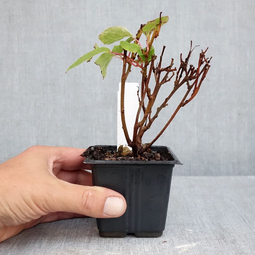 Amostra de Kiwi Ken's Red fêmea - Actinidia arguta Vaso de 8/9 cm tal como entregue no outono