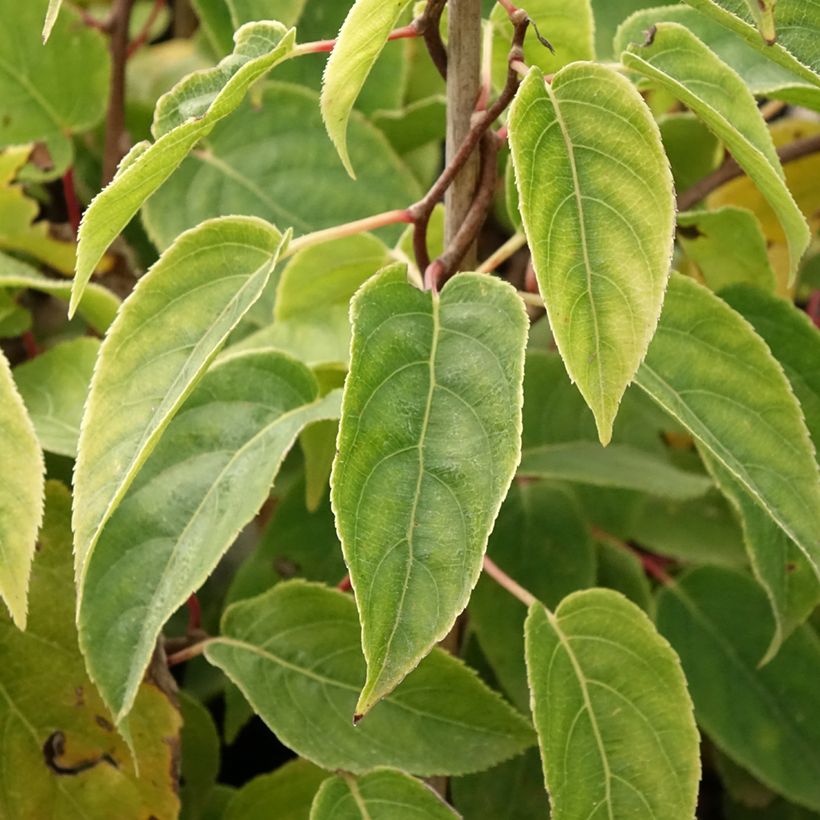Kiwi Ken's Red fêmea - Actinidia arguta (Folhagem)