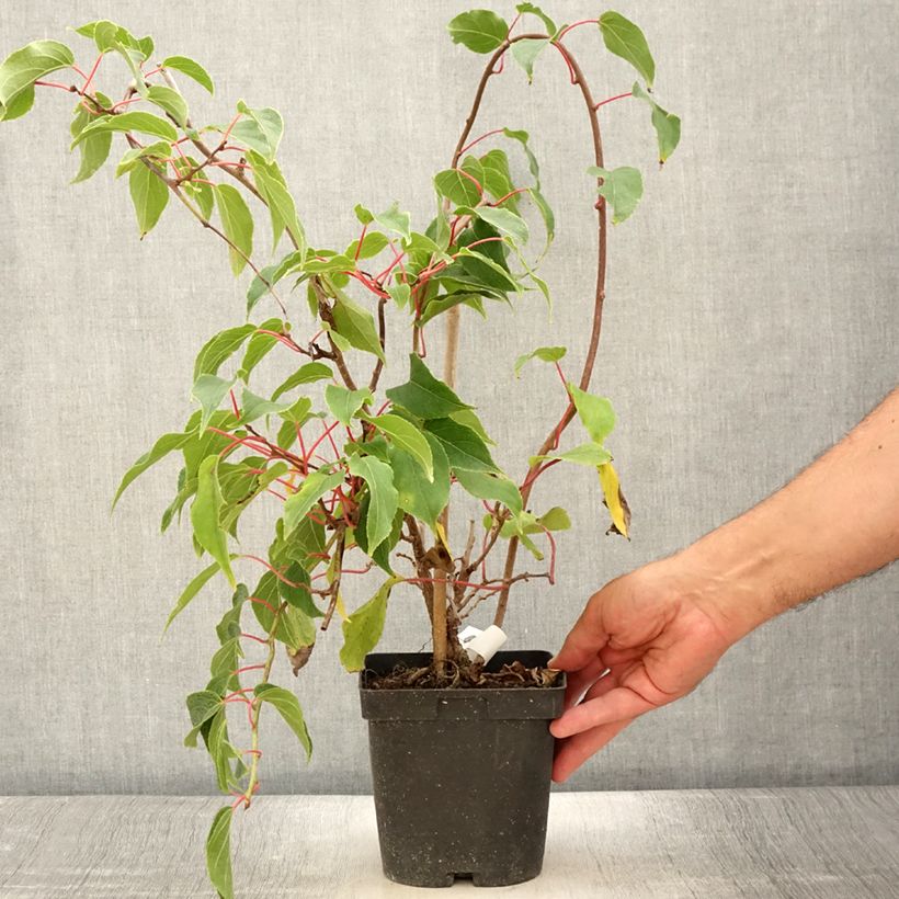 Amostra de Kiwi Ken's Red fêmea - Actinidia arguta Vaso de 1,5 L/2 L tal como entregue no verão