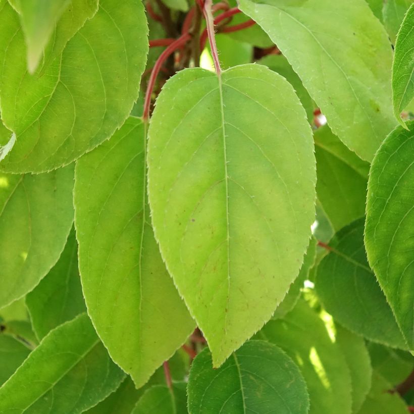 Kiwi Mariered (fêmea) - Actinidia arguta (Folhagem)