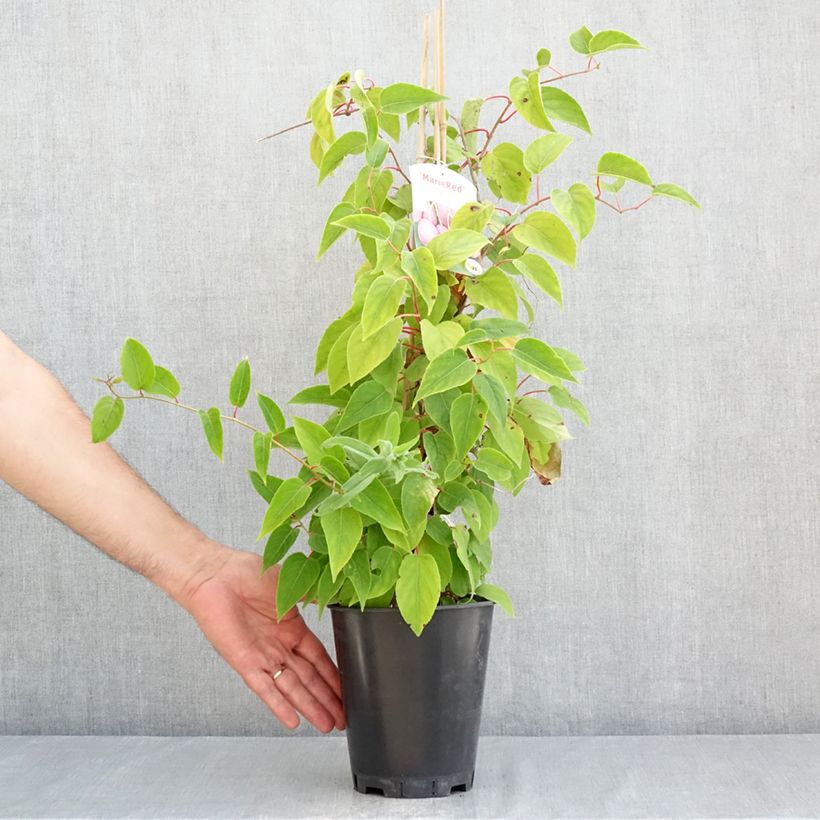 Amostra de Kiwi Mariered (fêmea) - Actinidia arguta Vaso de 2 L/3 L tal como entregue no verão