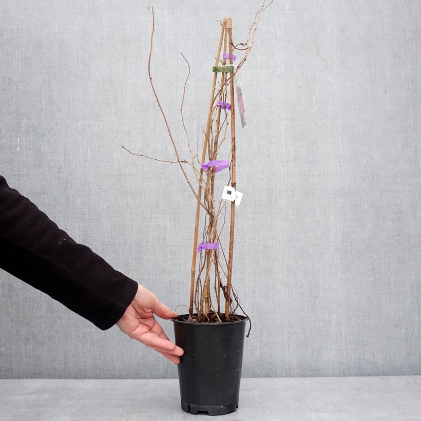 Amostra de Kiwi arguta Mariered (femelle) - Kiwaï - Actinidia arguta Vaso de 2 L/3 L tal como entregue no inverno