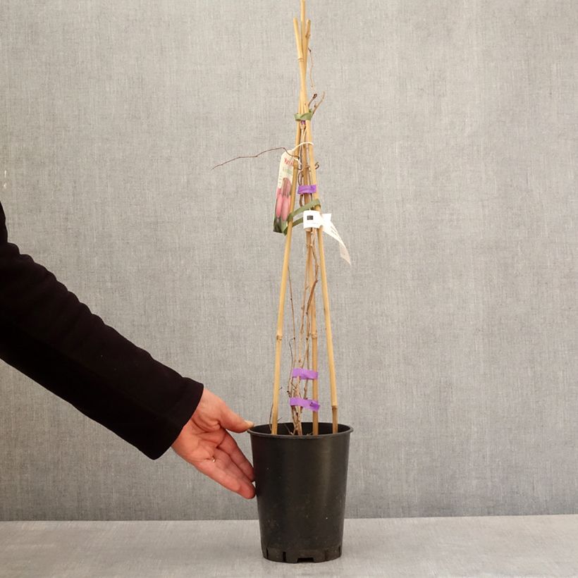 Amostra de Kiwi Mariered (fêmea) - Actinidia arguta Vaso de 2 L/3 L tal como entregue na primavera