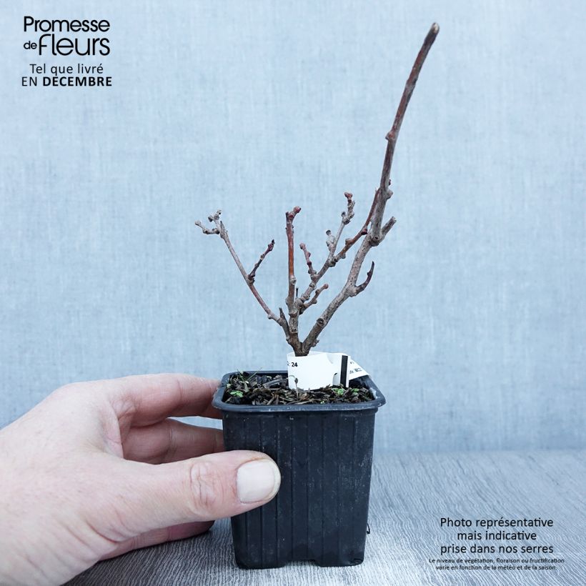 Amostra de Kiwi Purpurea fêmea - Actinidia arguta Vaso de 8/9 cm tal como entregue no outono