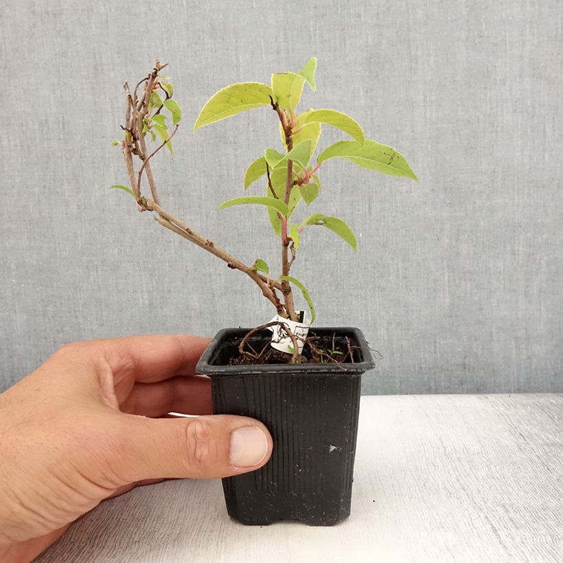 Amostra de Kiwi Purpurea fêmea - Actinidia arguta Vaso de 8/9 cm tal como entregue no verão