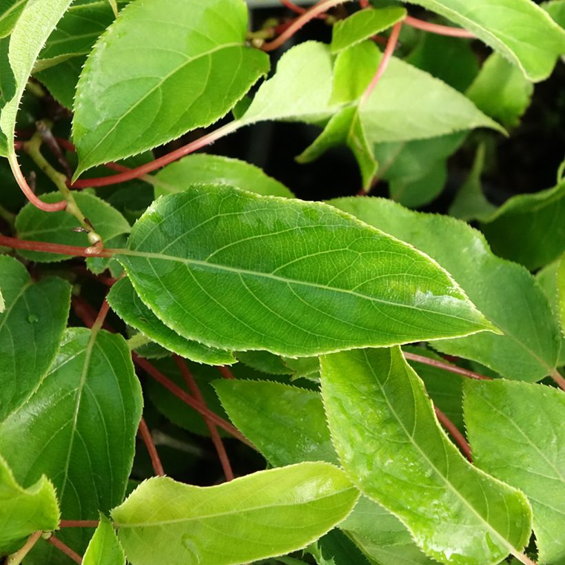 Kiwi Purpurea fêmea - Actinidia arguta (Folhagem)