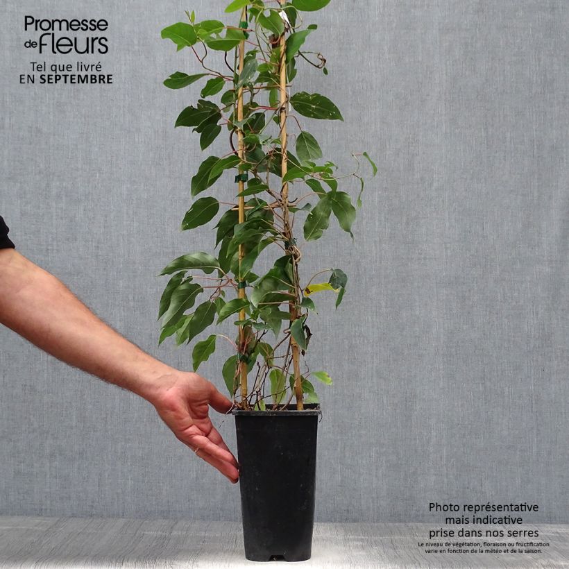 Amostra de Kiwi Purpurea fêmea - Actinidia arguta Vaso de 2 L/3 L tal como entregue no outono