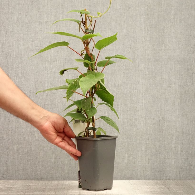 Amostra de Kiwi Purpurea fêmea - Actinidia arguta Vaso de 2 L/3 L tal como entregue no verão