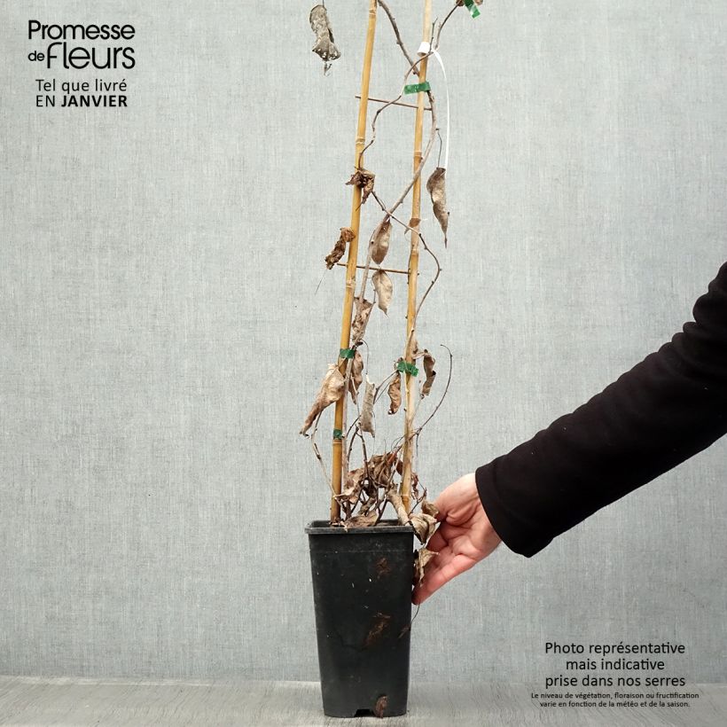 Amostra de Kiwi arguta Purpurea (femelle) - Kiwaï Vaso de 2 L/3 L tal como entregue no inverno