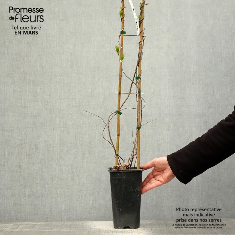 Amostra de Kiwi Purpurea fêmea - Actinidia arguta Vaso de 2 L/3 L tal como entregue na primavera