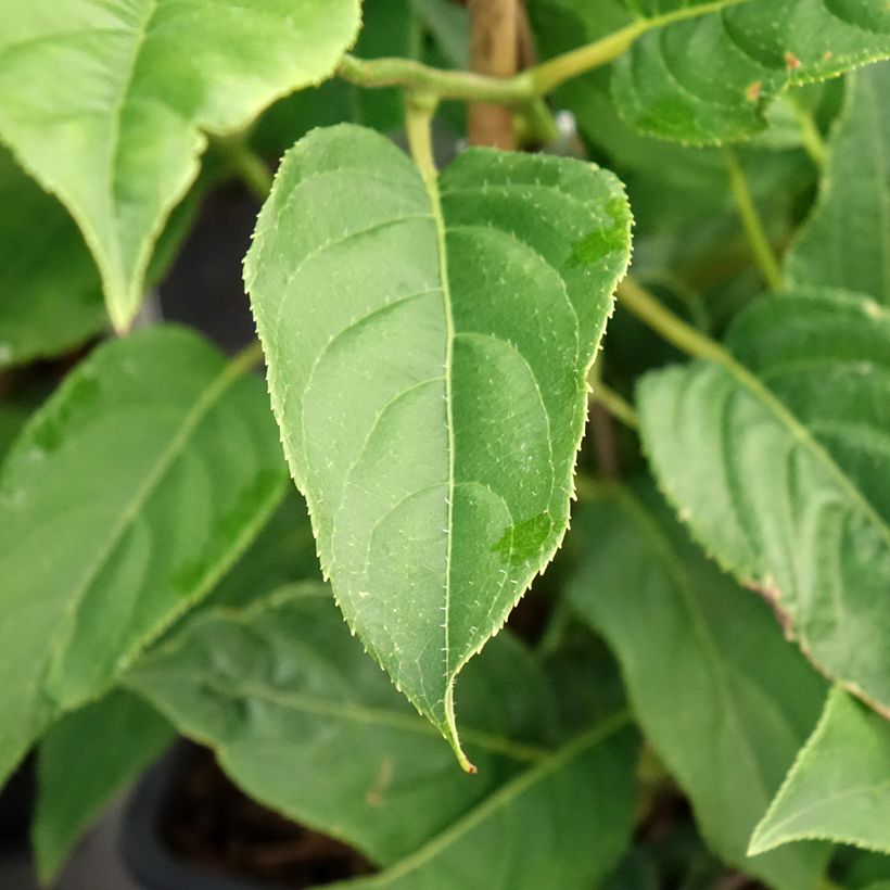 Kiwi Super Issai autofértil - Actinidia arguta (Folhagem)