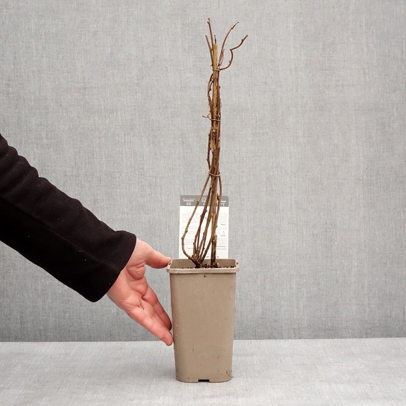 Amostra de Kiwi arguta Super Issai (autofertile) - Kiwaï - Actinidia arguta Vaso de 1,5 L/2 L tal como entregue no inverno