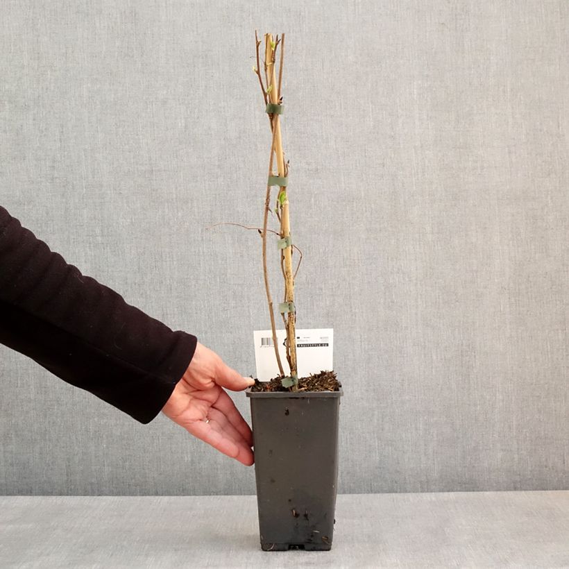 Amostra de Kiwi Super Issai autofértil - Actinidia arguta Vaso de 1,5 L/2 L tal como entregue na primavera