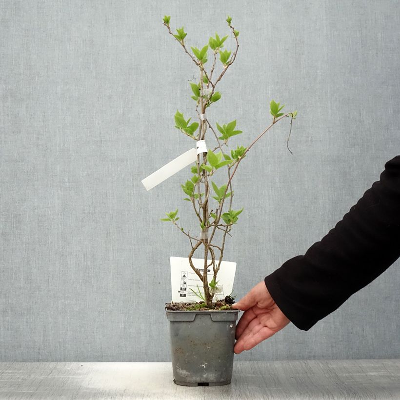 Amostra de Kiwi Super Jumbo fêmea - Actinidia arguta Vaso de 1,5 L/2 L tal como entregue na primavera