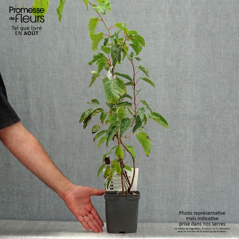 Amostra de Kiwi Super Jumbo fêmea - Actinidia arguta Vaso de 1,5 L/2 L tal como entregue no verão