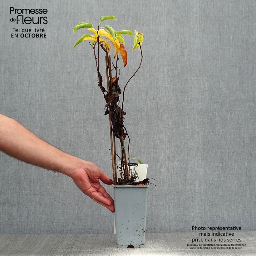 Amostra de Kiwi Weikii macho - Actinidia arguta Vaso de 1,5 L/2 L tal como entregue no outono