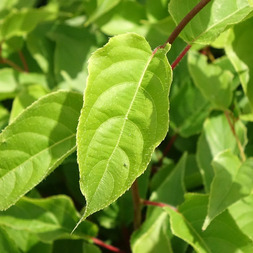 Kiwi Weikii macho - Actinidia arguta (Folhagem)