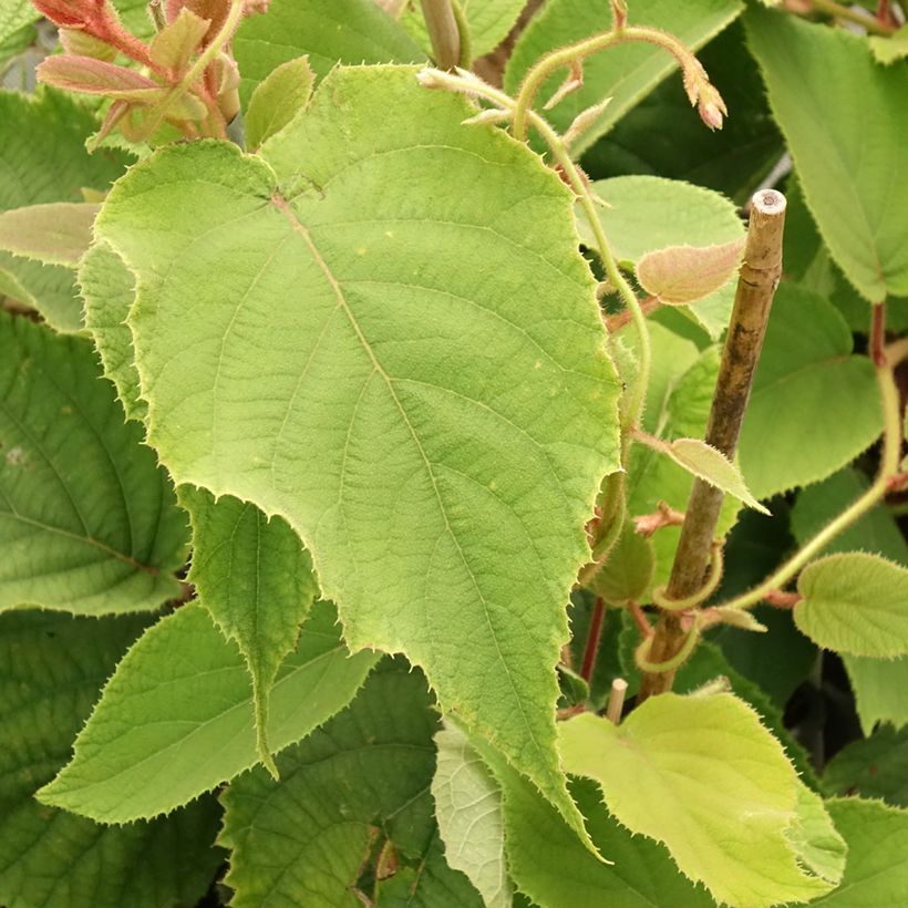 Kiwi Boskoop autofértil - Actinidia deliciosa (Folhagem)