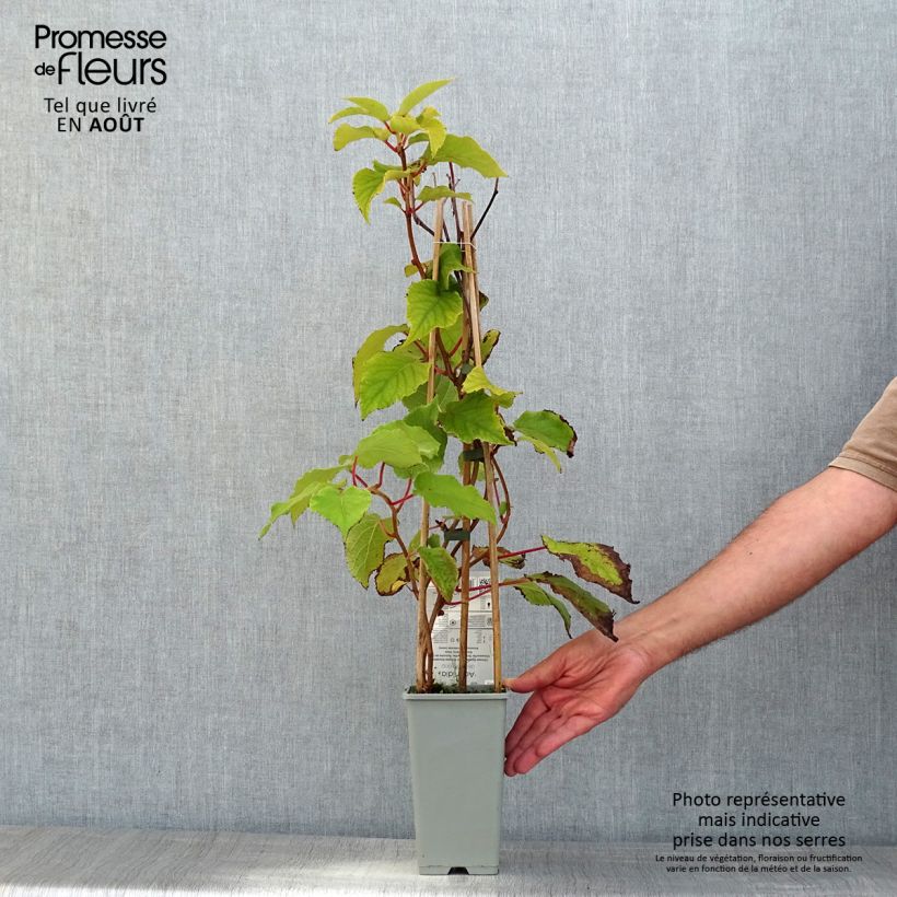Amostra de Kiwi Boskoop autofértil - Actinidia deliciosa Vaso de 1,5 L/2 L tal como entregue no verão