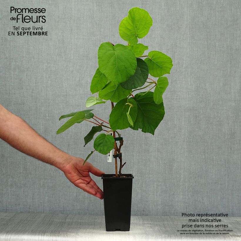 Amostra de Kiwi Herma autofértil - Actinidia chinensis Vaso de 1,5 L/2 L tal como entregue no outono