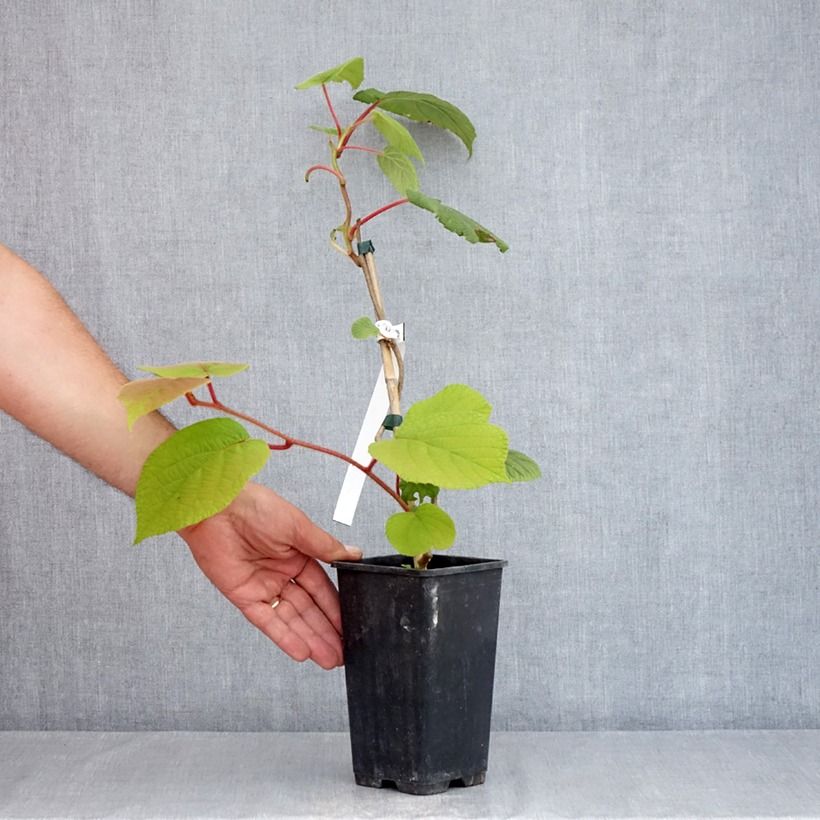 Amostra de Kiwi Herma autofértil - Actinidia chinensis Vaso de 1,5 L/2 L tal como entregue no verão