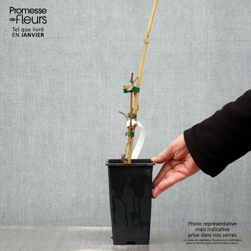 Amostra de Kiwi autofertile Herma - Actinidia chinensis Vaso de 1,5 L/2 L tal como entregue no inverno