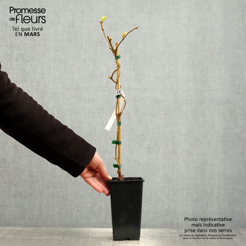 Amostra de Kiwi Herma autofértil - Actinidia chinensis Vaso de 1,5 L/2 L tal como entregue na primavera