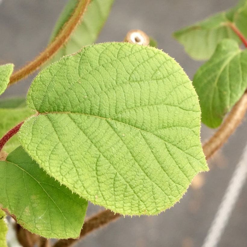 Kiwi Herma autofértil - Actinidia chinensis (Folhagem)