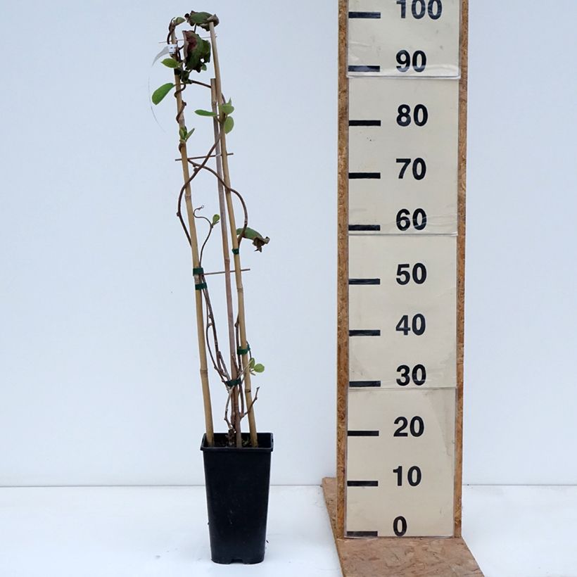 Amostra de Kiwi Herma autofértil - Actinidia chinensis Vaso de 3 L/4 L tal como entregue no outono