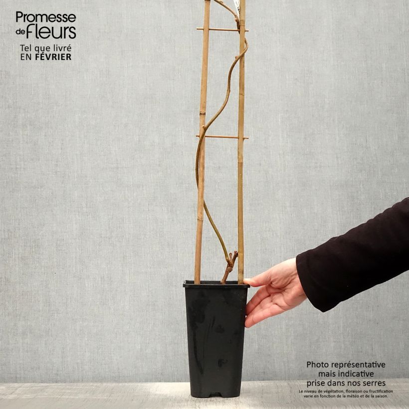 Amostra de Kiwi autofertile Herma - Actinidia chinensis Vaso de 3 L/4 L tal como entregue no inverno