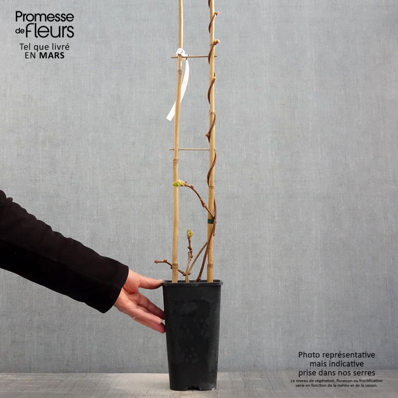 Amostra de Kiwi Herma autofértil - Actinidia chinensis Vaso de 3 L/4 L tal como entregue na primavera