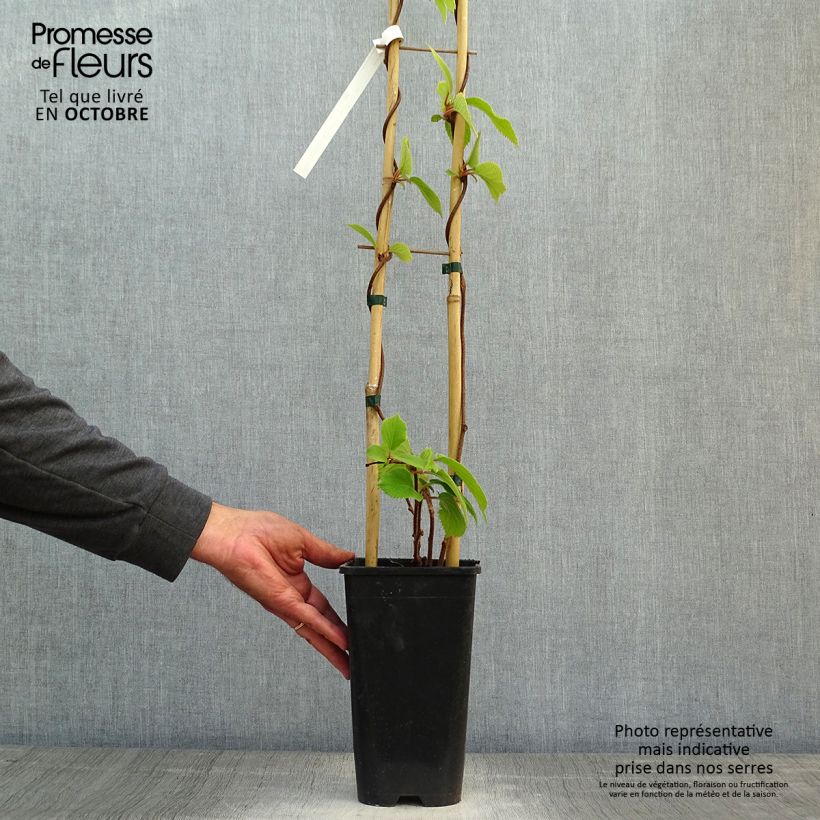Amostra de Kiwi Solo autofértil - Actinidia chinensis Vaso de 3 L/4 L tal como entregue no outono